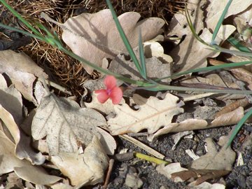 Lathyrus  di pianura e di montagna - L. annuus e L. cicera